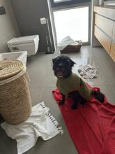 FRANJIO, Hund, Mischlingshund in Brühl - Bild 3