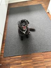 FRANJIO, Hund, Mischlingshund in Brühl - Bild 4