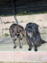 FRANJIO, Hund, Mischlingshund in Brühl - Bild 6