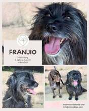 FRANJIO, Hund, Mischlingshund in Brühl - Bild 1