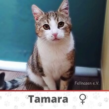 TAMARA, Katze, Europäisch Kurzhaar in Hannover - Bild 1