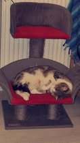 TAMARA, Katze, Europäisch Kurzhaar in Hannover - Bild 10