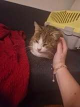 TAMARA, Katze, Europäisch Kurzhaar in Hannover - Bild 13