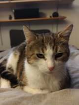 TAMARA, Katze, Europäisch Kurzhaar in Hannover - Bild 2