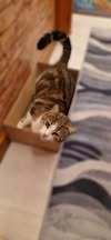 TAMARA, Katze, Europäisch Kurzhaar in Hannover - Bild 3