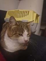 TAMARA, Katze, Europäisch Kurzhaar in Hannover - Bild 4