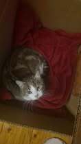 TAMARA, Katze, Europäisch Kurzhaar in Hannover - Bild 6