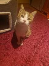 TAMARA, Katze, Europäisch Kurzhaar in Hannover - Bild 8