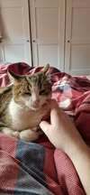 TAMARA, Katze, Europäisch Kurzhaar in Hannover - Bild 9