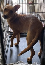 TULPIAN, Hund, Mischlingshund in Ungarn - Bild 1