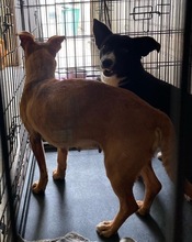 TULPIAN, Hund, Mischlingshund in Ungarn - Bild 2
