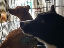 TULPIAN, Hund, Mischlingshund in Ungarn - Bild 3