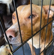 TULPIAN, Hund, Mischlingshund in Ungarn - Bild 5