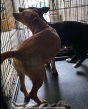 TULPIAN, Hund, Mischlingshund in Ungarn - Bild 6