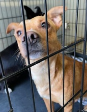 TULPIAN, Hund, Mischlingshund in Ungarn - Bild 7