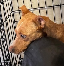 TULPIAN, Hund, Mischlingshund in Mülheim - Bild 4