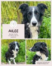 AILEE, Hund, Border Collie in Brühl - Bild 1