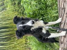 AILEE, Hund, Border Collie in Brühl - Bild 2