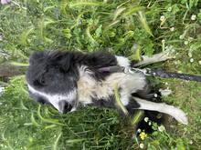 AILEE, Hund, Border Collie in Brühl - Bild 3