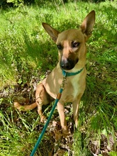 MAYA, Hund, Mischlingshund in Upahl - Bild 1