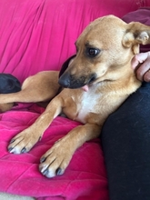 MAYA, Hund, Mischlingshund in Upahl - Bild 12