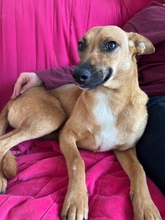 MAYA, Hund, Mischlingshund in Upahl - Bild 13