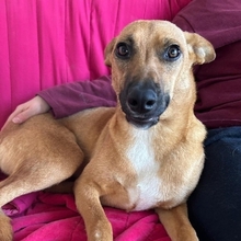 MAYA, Hund, Mischlingshund in Upahl - Bild 14