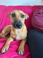 MAYA, Hund, Mischlingshund in Upahl - Bild 15