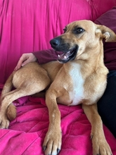 MAYA, Hund, Mischlingshund in Upahl - Bild 16