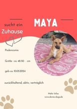 MAYA, Hund, Mischlingshund in Upahl - Bild 17