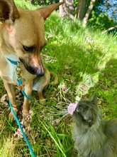 MAYA, Hund, Mischlingshund in Upahl - Bild 2