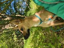MAYA, Hund, Mischlingshund in Upahl - Bild 3