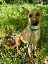 MAYA, Hund, Mischlingshund in Upahl - Bild 4