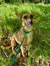 MAYA, Hund, Mischlingshund in Upahl - Bild 5