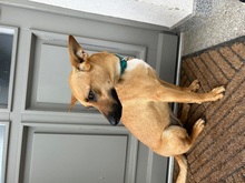 MAYA, Hund, Mischlingshund in Upahl - Bild 6