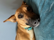 MAYA, Hund, Mischlingshund in Upahl - Bild 7