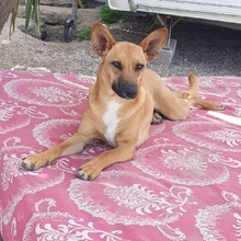 MAYA, Hund, Mischlingshund in Upahl - Bild 8