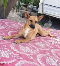 MAYA, Hund, Mischlingshund in Upahl - Bild 9