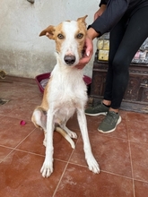 FINCH, Hund, Podenco-Mix in Hamburg - Bild 1