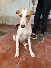 FINCH, Hund, Podenco-Mix in Hamburg - Bild 2