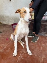 FINCH, Hund, Podenco-Mix in Hamburg - Bild 3