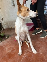 FINCH, Hund, Podenco-Mix in Hamburg - Bild 5