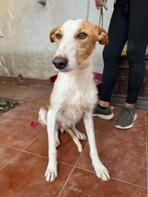 FINCH, Hund, Podenco-Mix in Hamburg - Bild 6