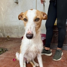 FINCH, Hund, Podenco-Mix in Hamburg - Bild 7