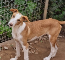 FINCH, Hund, Podenco-Mix in Hamburg - Bild 8
