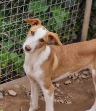 FINCH, Hund, Podenco-Mix in Hamburg - Bild 9