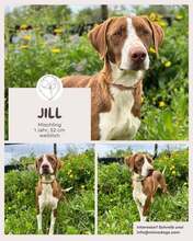 JILL, Hund, Mischlingshund in Brühl