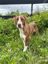 JILL, Hund, Mischlingshund in Brühl - Bild 2