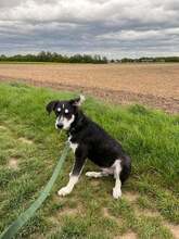 RAIO, Hund, Mischlingshund in Jülich - Bild 4
