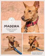 MADEIRA, Hund, Portugiesischer Podenco in Brühl